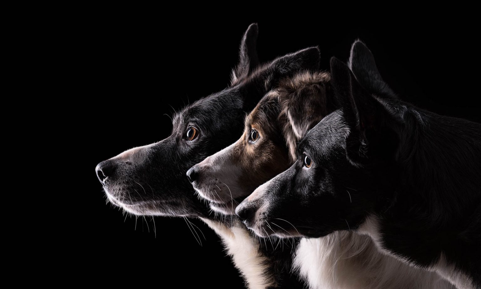 Studio Dog Photography - Cheshire and Shropshire