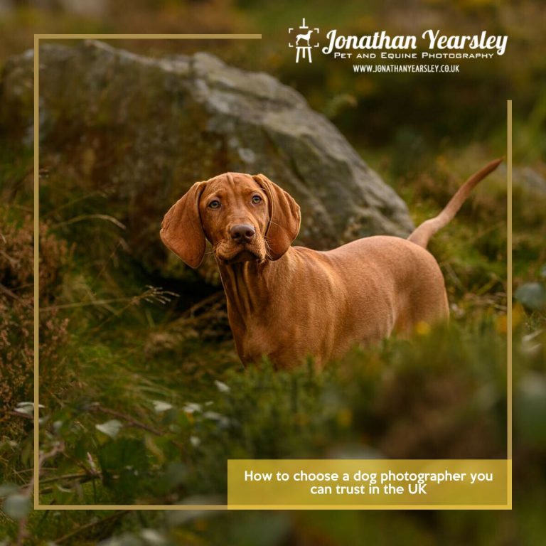 Healthy Vizsla dog in natural woodland setting, autumn foliage, fine art pet photography.