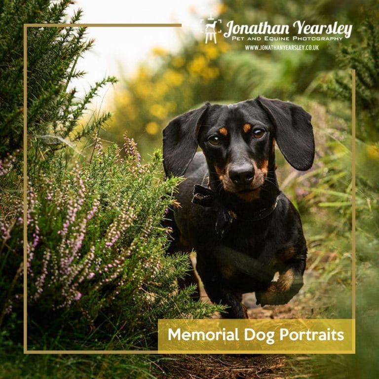Memorial dog portrait photographer - Dachshund running down path
